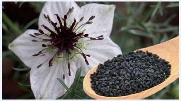 কালোজিরার উৎপাদন কৌশল