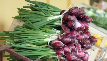 বাজারে উঠেছে নতুন পেঁয়াজ পাতা