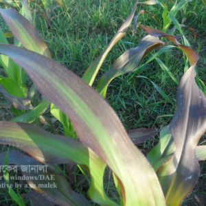 ফসফরাস সারের ঘাটতি