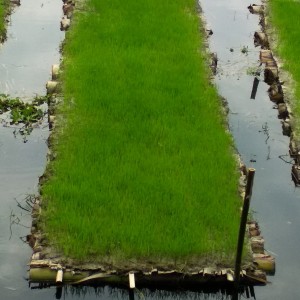 ভাসমান বেডে বীজতলা স্থাপন