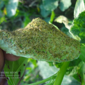 পাটের বিছা পোকা