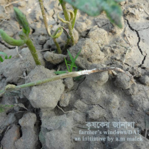 ঝাড়শিমের গোড়া পঁচা রোগ