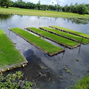 ভাসমান বীজতলা