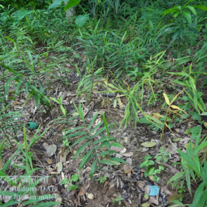 আদার কন্দ ছিদ্রকারি পোকা