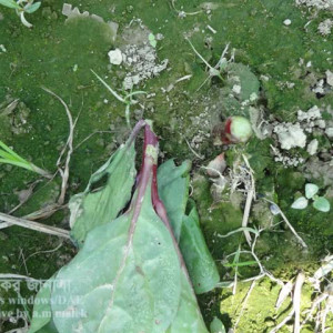 পুইশাকের কাটুই পোকা